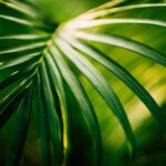 home is where the heart is - article by soma aloia
