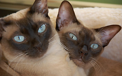 How much is too much?