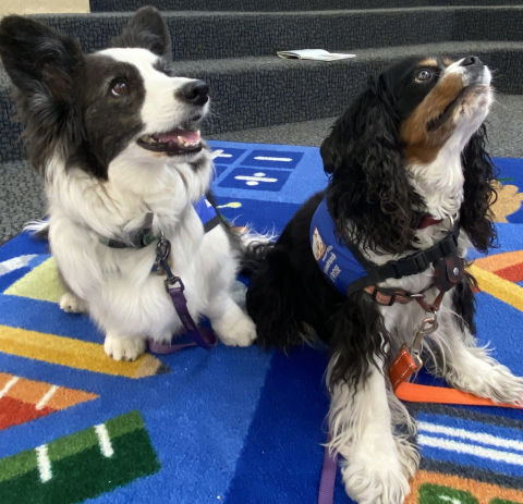 therapy dogs helping children learn to read