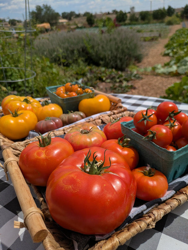 another-staged-farm-tomato-shot_orig